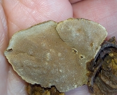 Tropicoporus linteus