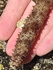 Holothuria pardalis