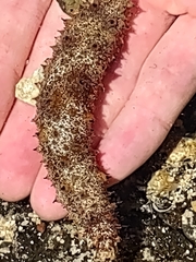 Holothuria pardalis