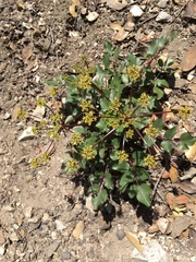 Lomatium lucidum