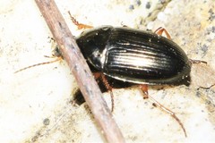 Amara familiaris
