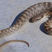 San Diego Nightsnake - Photo (c) Global Herper, some rights reserved (CC BY-NC)