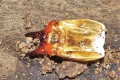 Pyrochroa coccinea