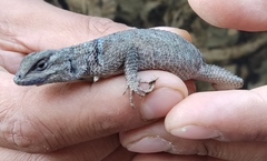 Sceloporus minor