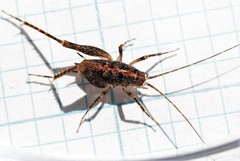 Pristoceuthophilus pacificus