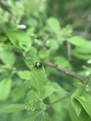 Dercetina taiwana