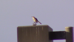 Mimus polyglottos