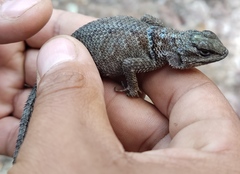 Sceloporus minor