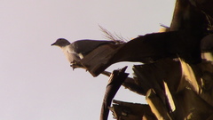 Streptopelia decaocto