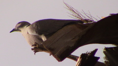 Streptopelia decaocto