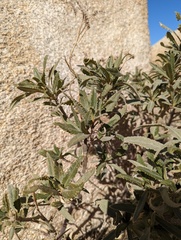 Eriodictyon trichocalyx