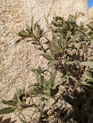 Eriodictyon trichocalyx