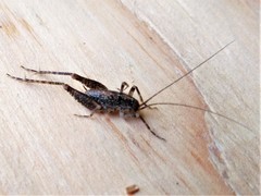 Pristoceuthophilus pacificus