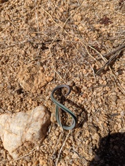 Calochortus kennedyi