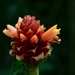 Costus montanus - Photo (c) Riley Fortier, some rights reserved (CC BY-NC), uploaded by Riley Fortier