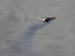 Apalone spinifera pallida