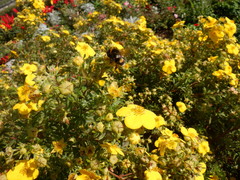Bombus
