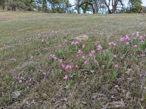 Image of Fritillaria pluriflora by (c) Kayla Sweeten, some rights reserved (CC BY)