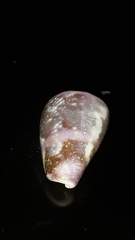 Conus purpurascens