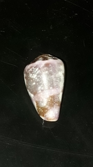 Conus purpurascens