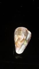 Conus purpurascens