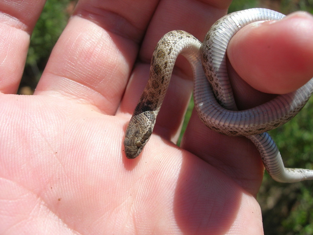 San Diego Nightsnake