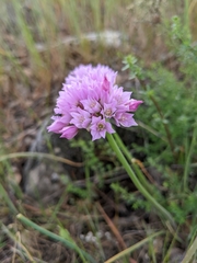 Allium serra