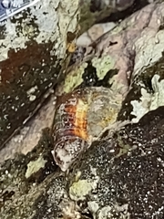 Thylacodes variabilis