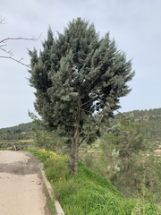 Cupressus sempervirens