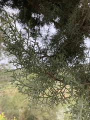 Cupressus sempervirens