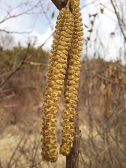 Corylus sieboldiana sieboldiana