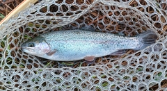Oncorhynchus mykiss
