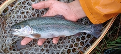 Oncorhynchus mykiss