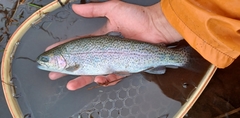 Oncorhynchus mykiss