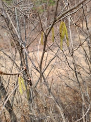 Corylus sieboldiana sieboldiana