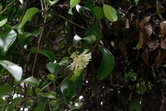 Image of Passiflora obovata