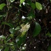 Passiflora obovata - Photo (c) Riley Fortier, algunos derechos reservados (CC BY-NC), subido por Riley Fortier