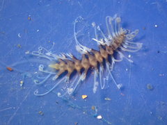 Amblyosyllis hectori