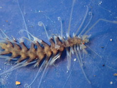 Amblyosyllis hectori