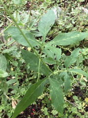 Passiflora incarnata × cincinnata