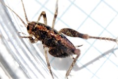 Pristoceuthophilus pacificus