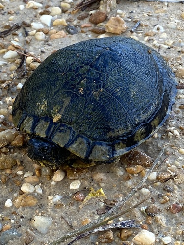 Albuca pruinosa Dinter
