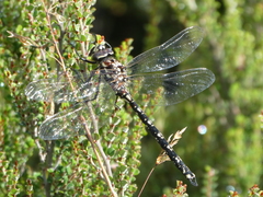 Austroaeschna flavomaculata