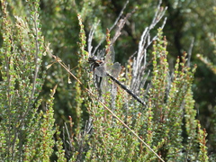 Austroaeschna flavomaculata