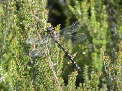 Austroaeschna flavomaculata