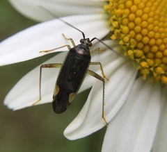 Closterotomus trivialis