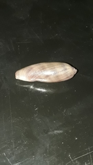 Macrocypraea cervinetta