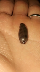 Macrocypraea cervinetta