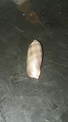 Macrocypraea cervinetta