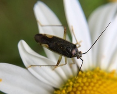 Closterotomus trivialis